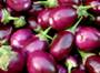 Bt brinjal has proven safety and would benefit farmers